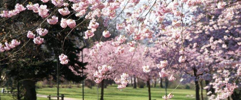 Foto eines rosa bühlenden Baumes im Schlosspark
